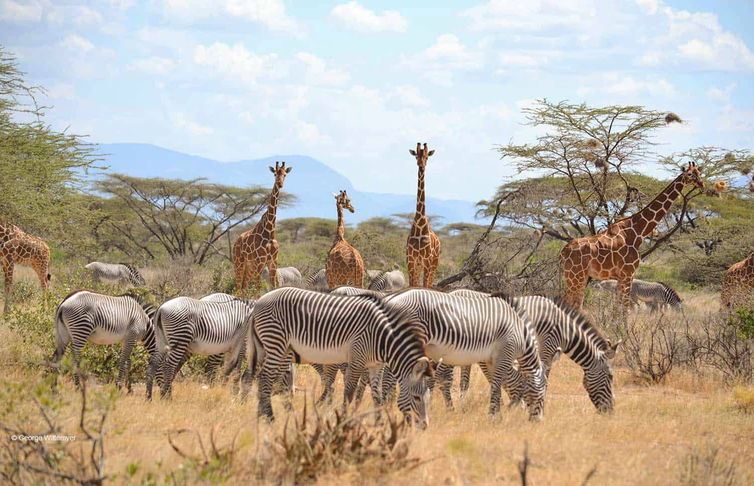 Kenya Samburu & Beyond