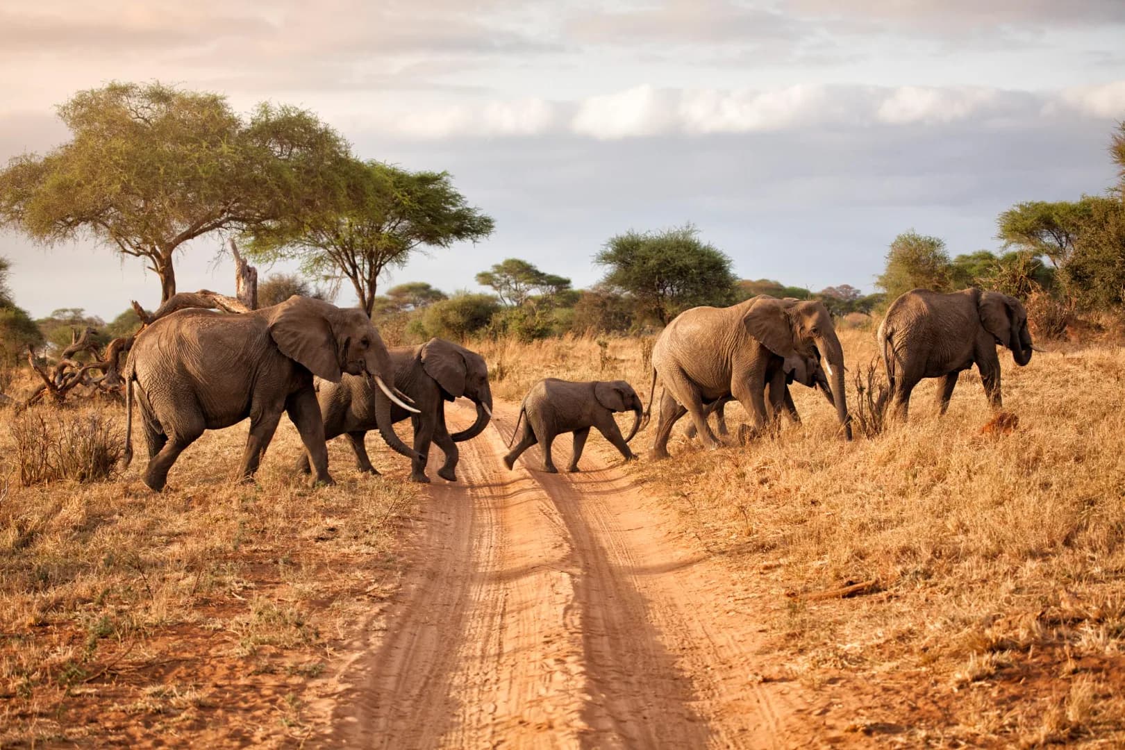 5-Day Group Joining Migration Safari