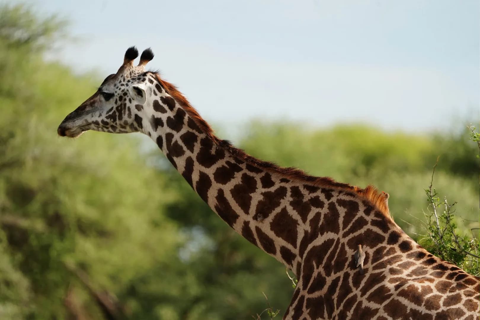 5-Day Backpacker Special Safari