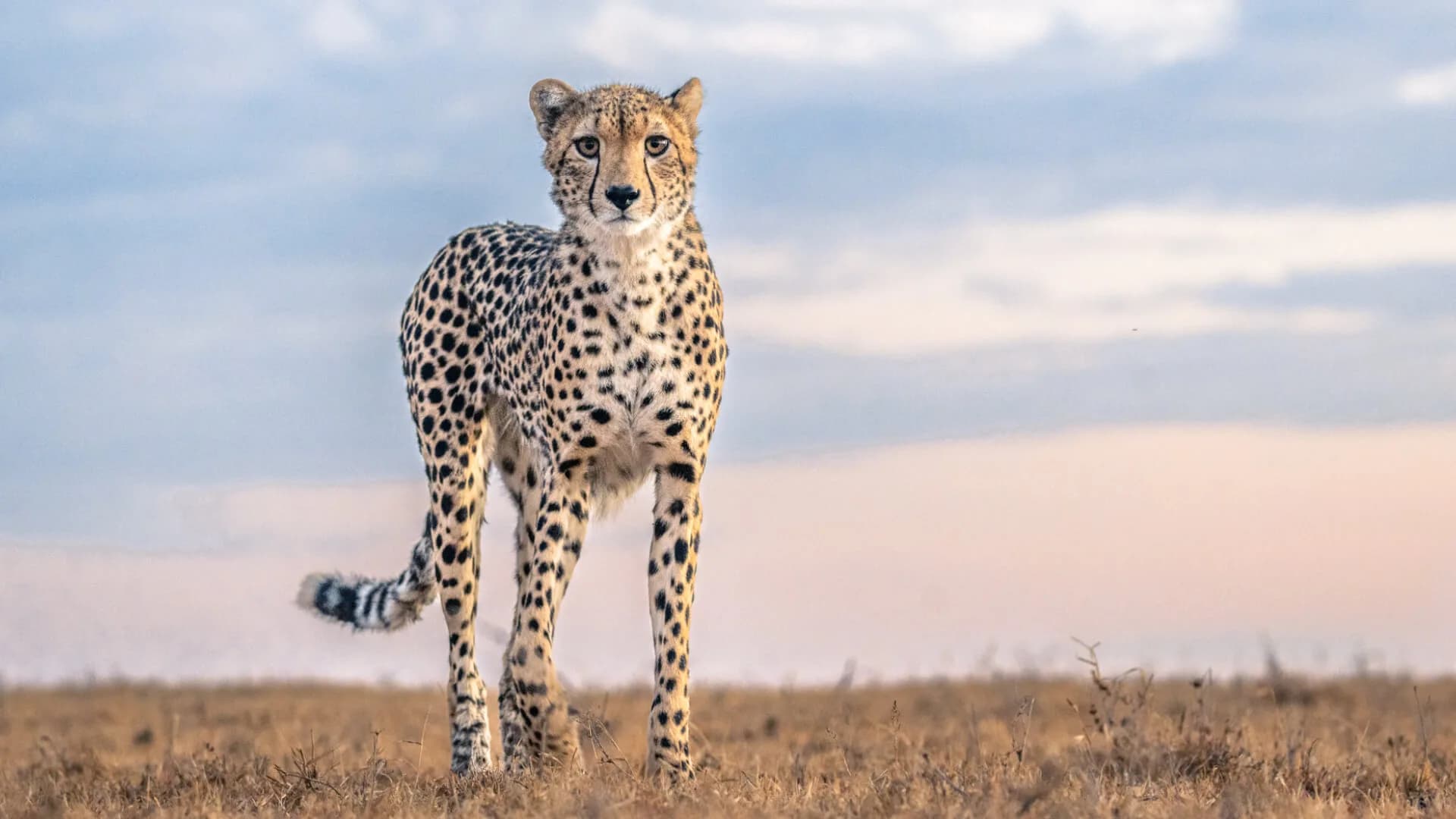 Destinations Ol Pejeta Cheetah