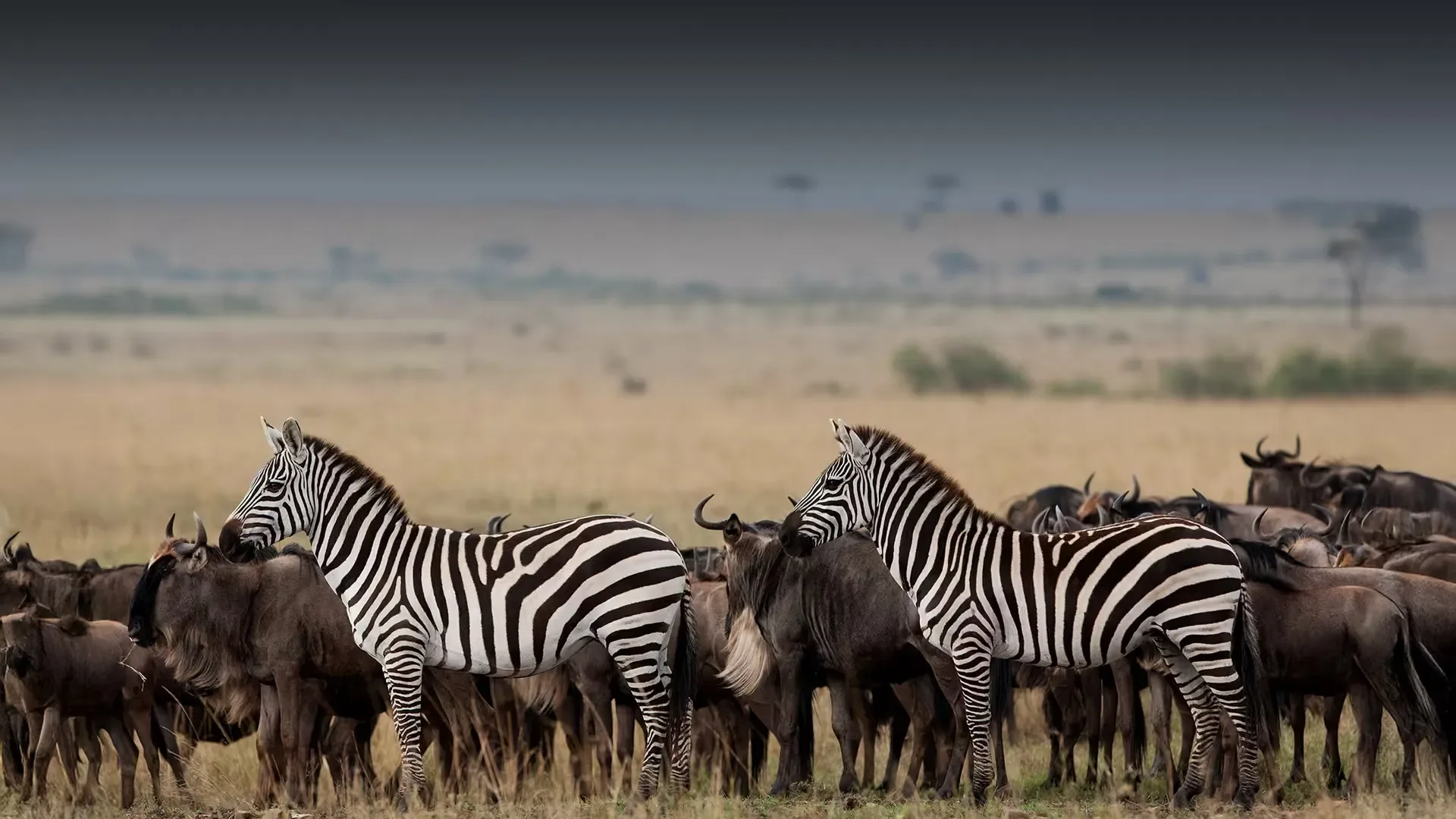 Kenya: Amboseli, Nakuru & Masai Mara