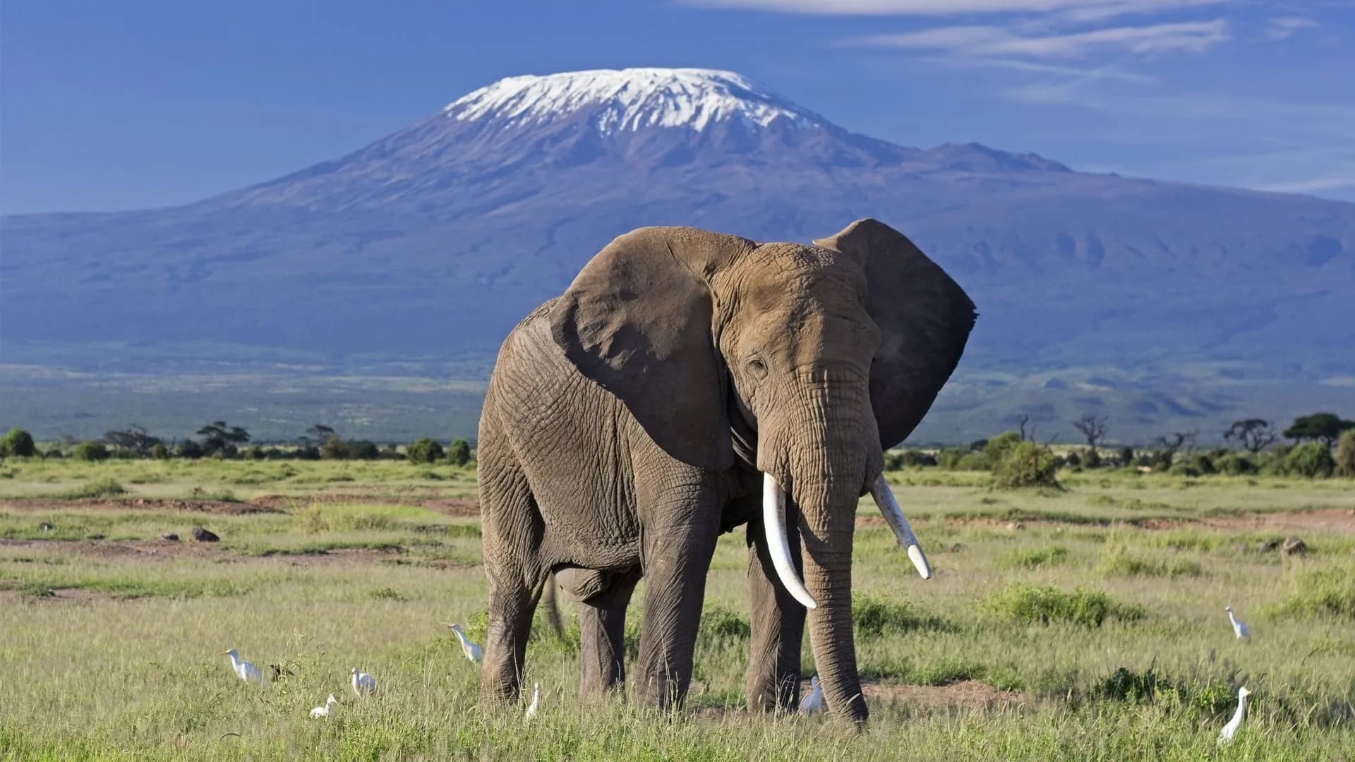 Amboseli & Tsavo Adventure