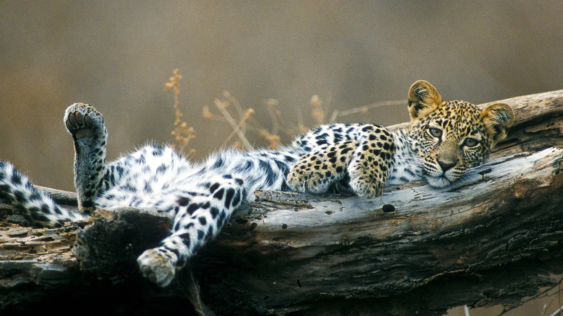 South Luangwa Classic