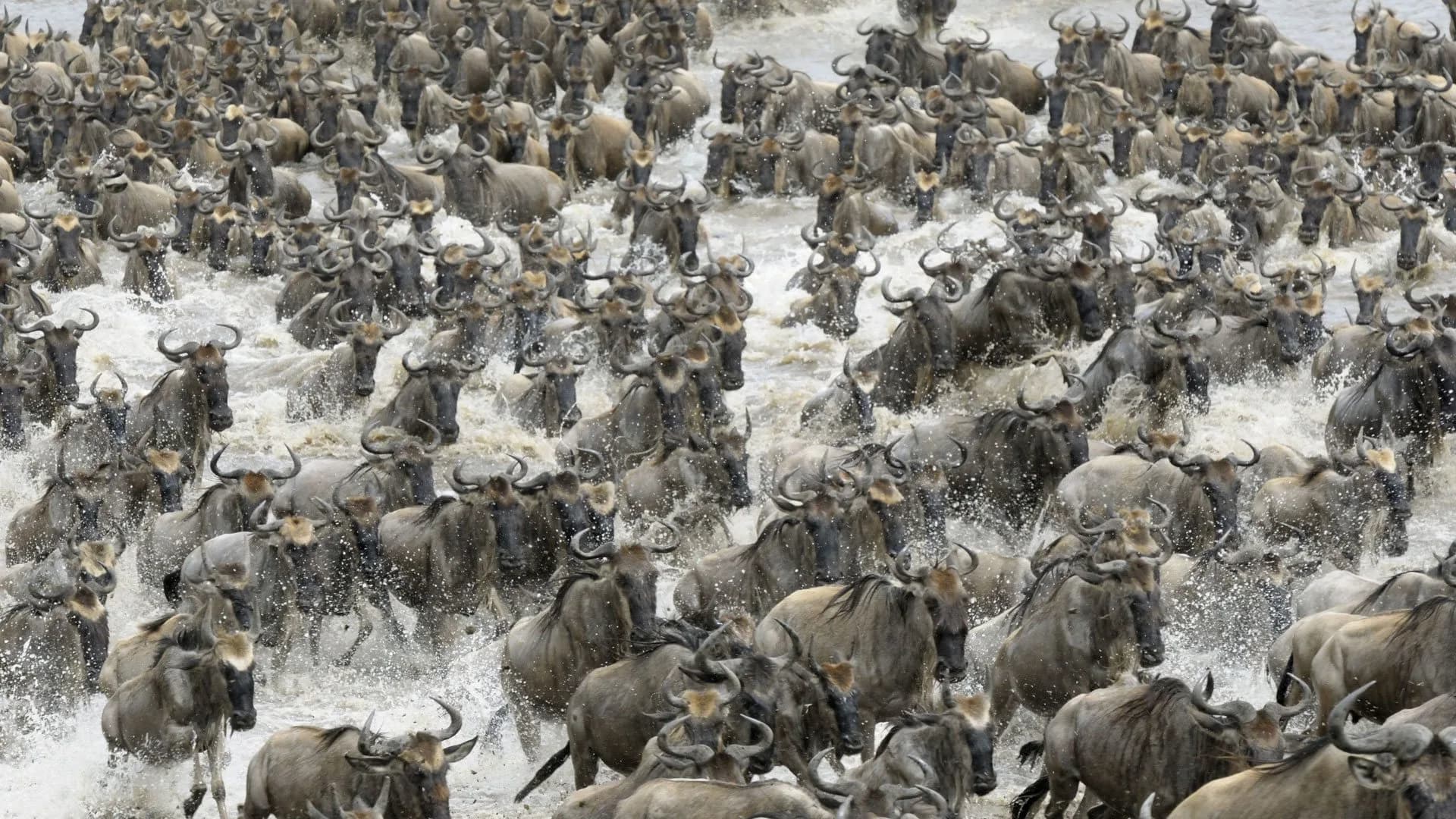 Serengeti Migration Safari