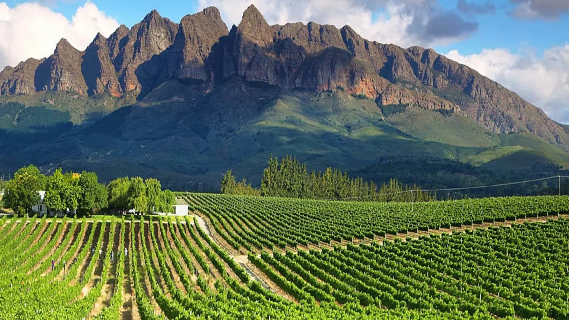 Cape Winelands & Whale Route