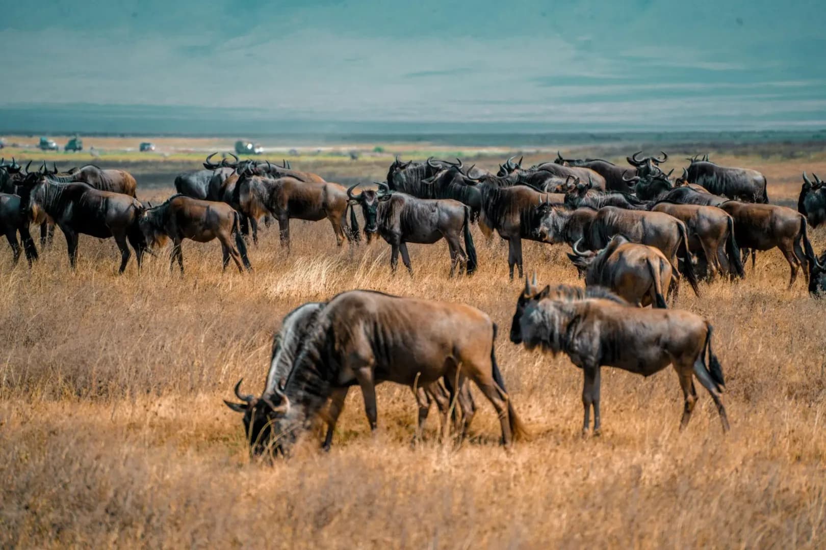 3-Day Budget Serengeti Safari