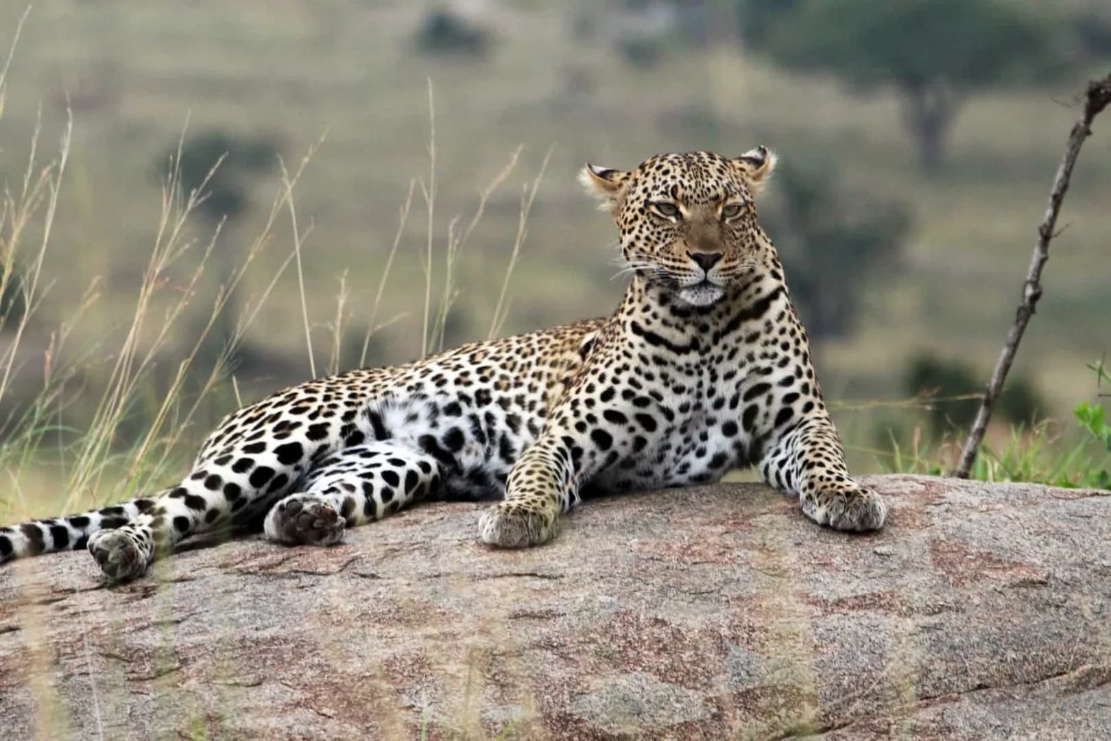 8-Day Safari & Zanzibar Beach Combo